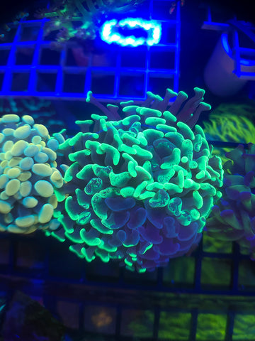 Toxic Splatter Hammer Coral