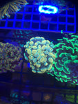 Holy Grail Hammer Coral