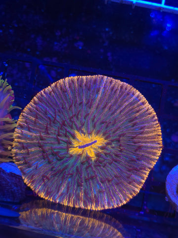 Rainbow Fungia Plate Coral