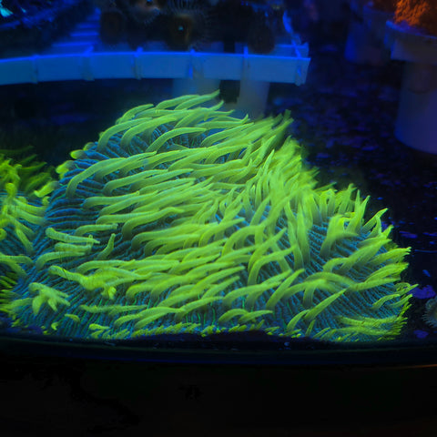 XL Sour Worms Plate Coral