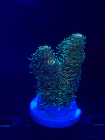 Green Polyp Millepora