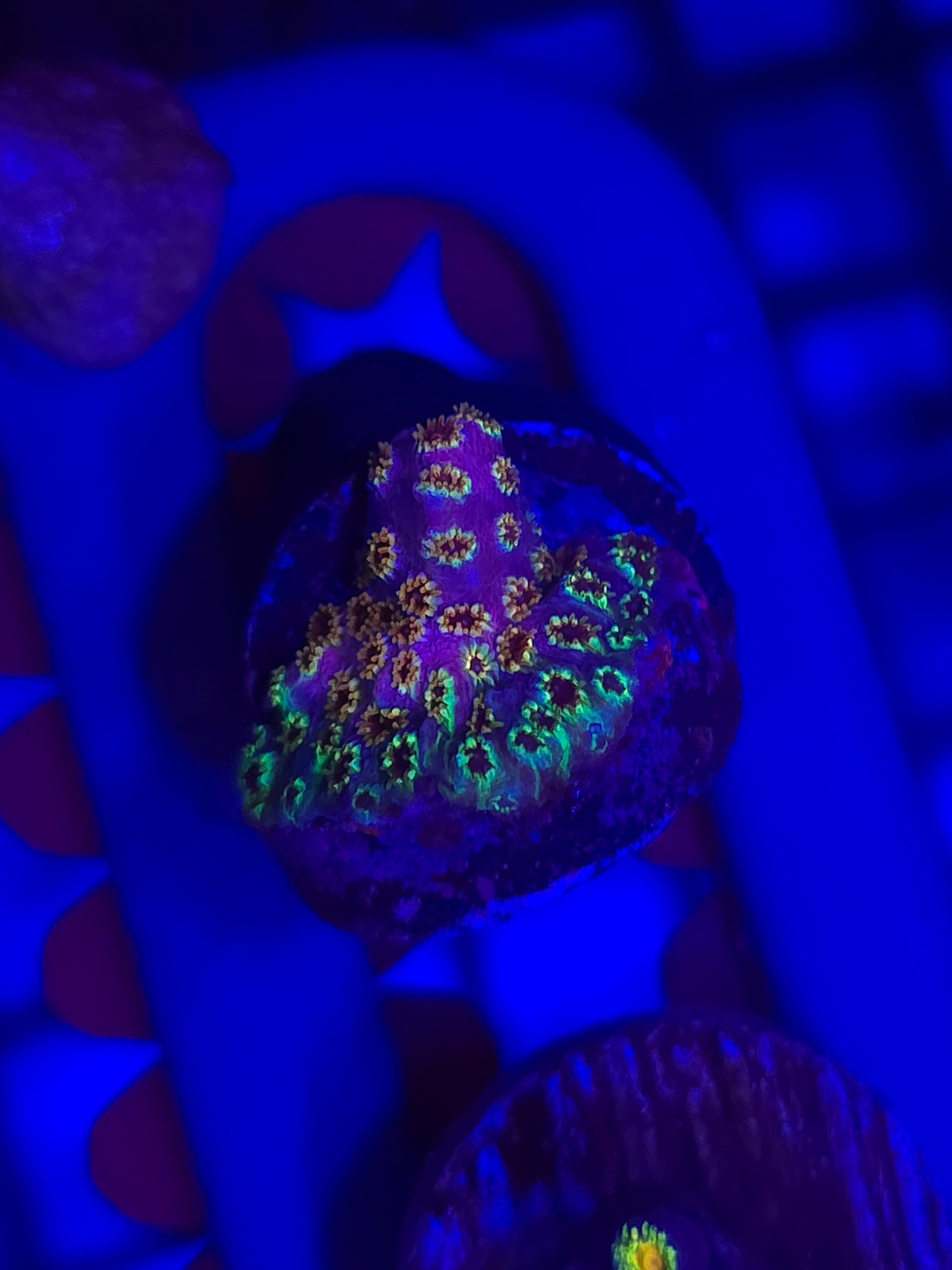 Skittles Bomb Cyphastrea