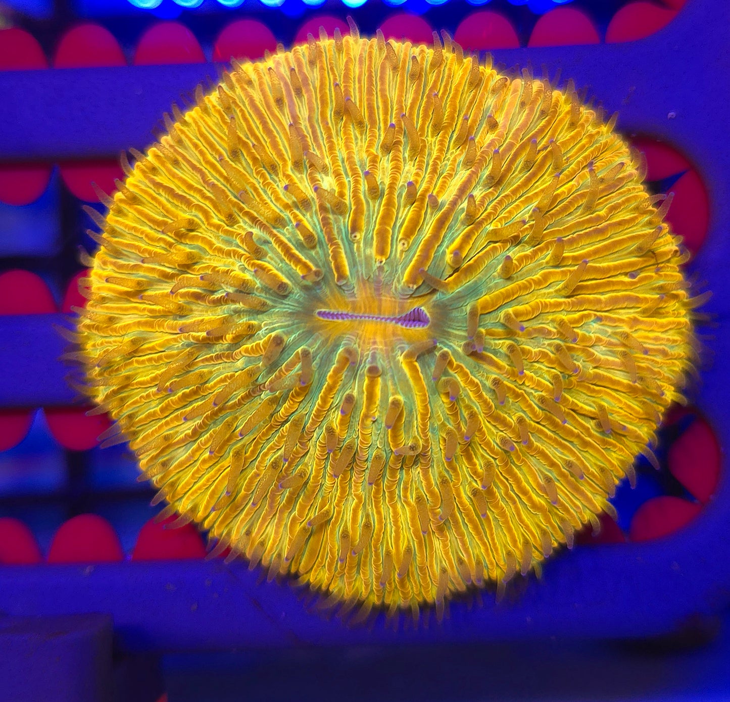 Sunshine Plate Coral