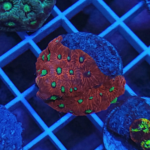 Red War Coral