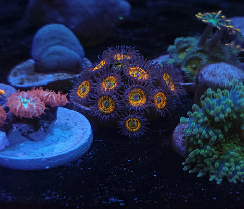 Sunny D and Scrambled Egg Zoas