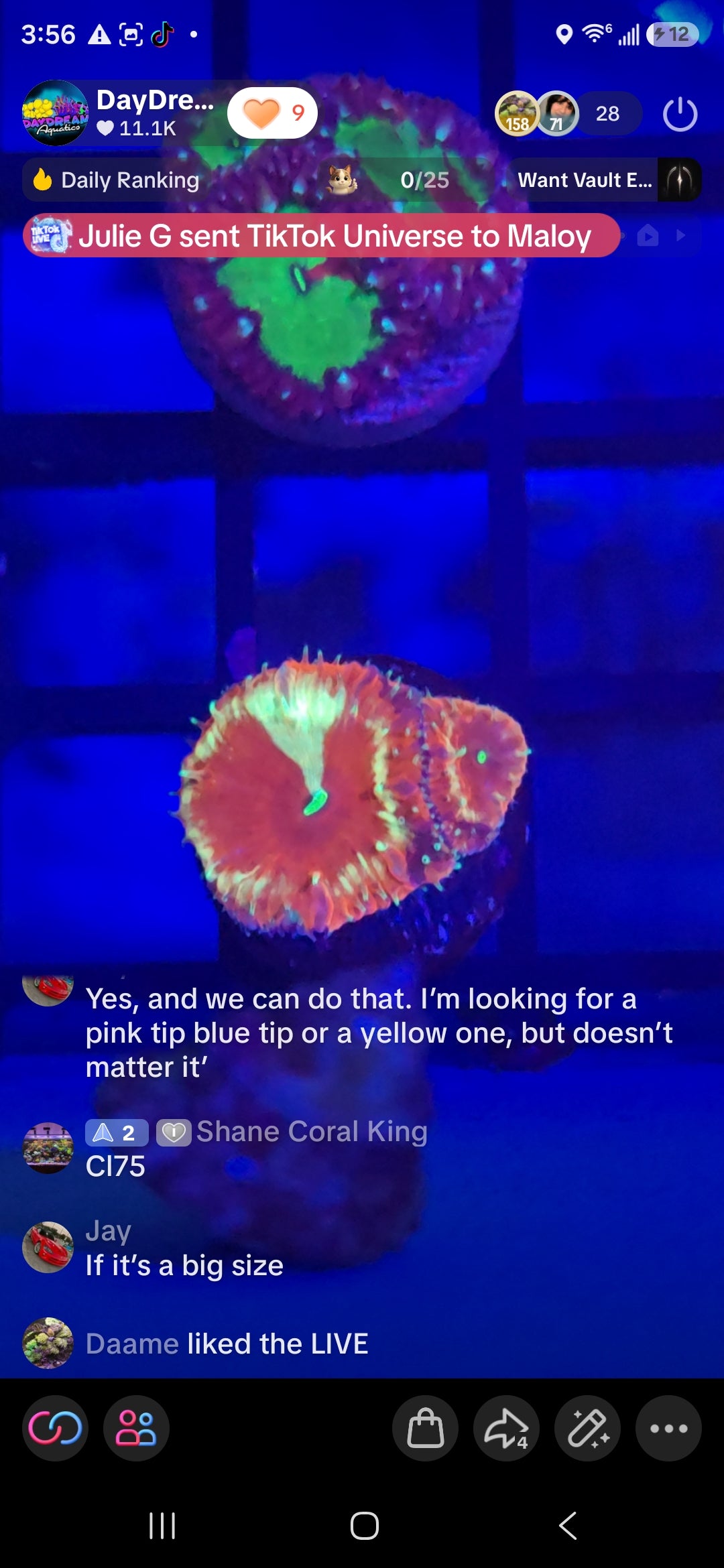 Shane Coral King