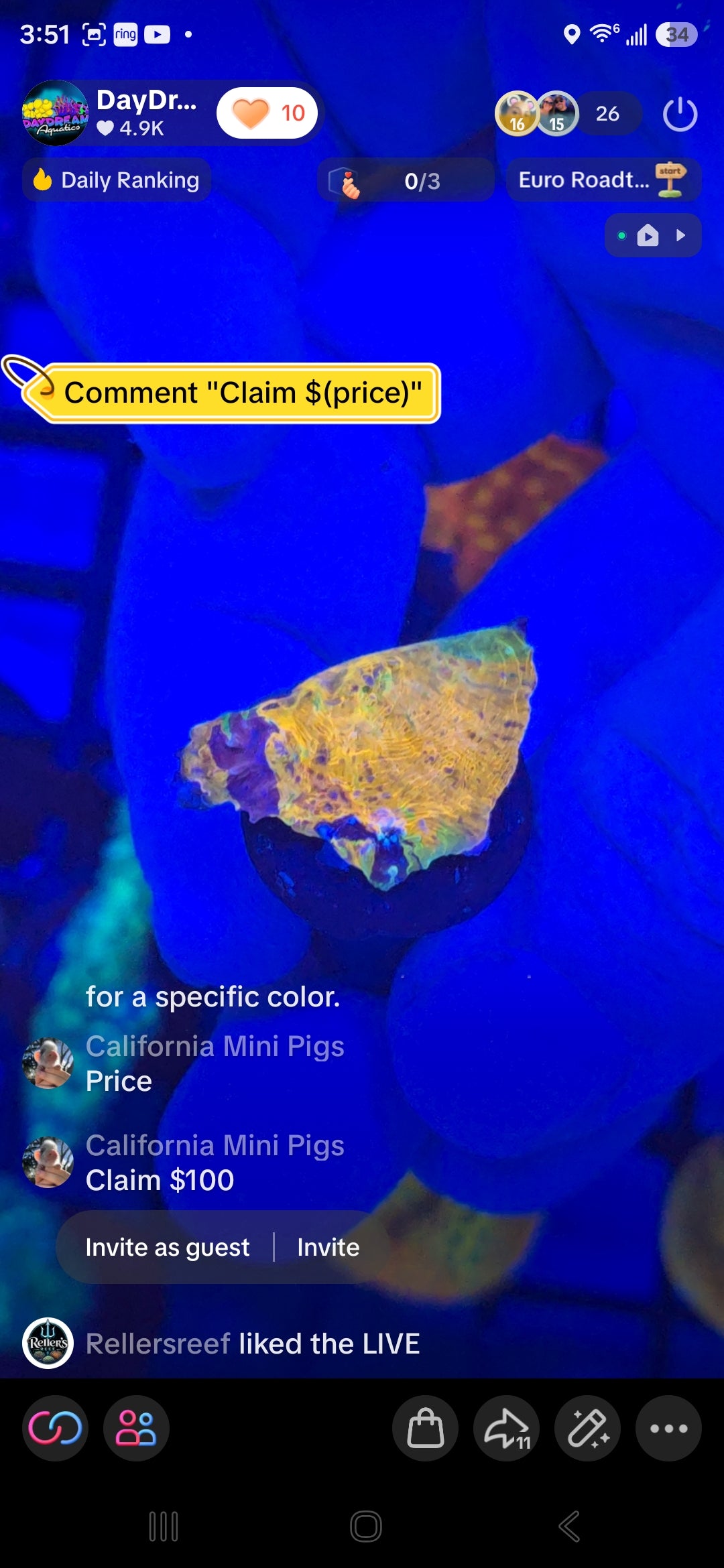 CA Mini pigs Pack