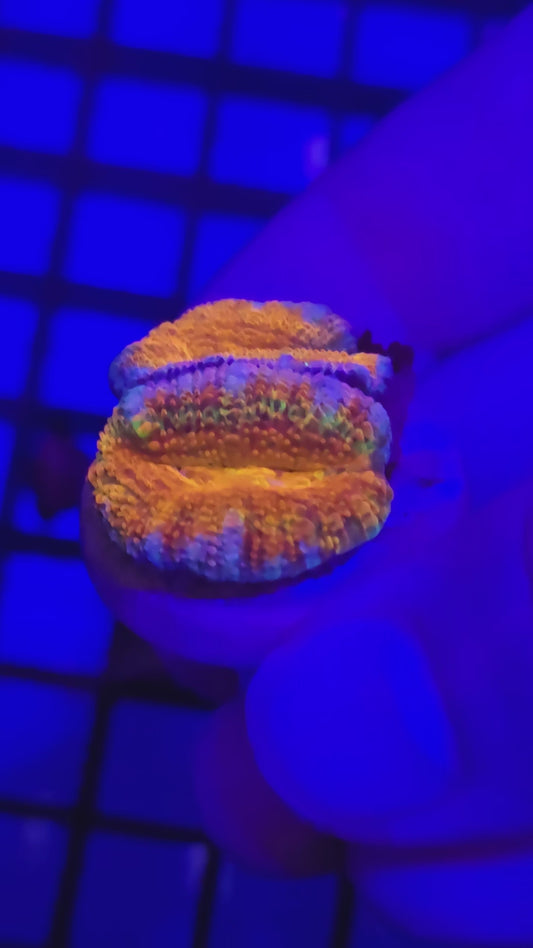 DDA Jawbreaker Acans