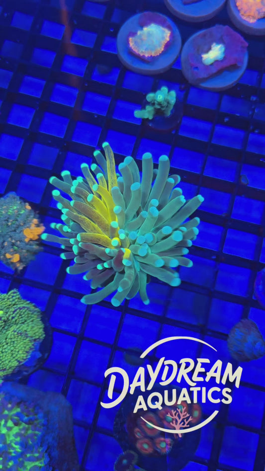 Half&Half Grafted Reverse Tiger Torch (One of a Kind)(Ultra Rare)