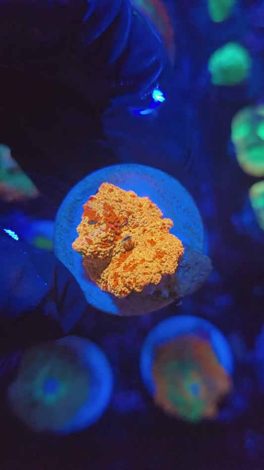 5 Color Purple Monster Jawbreaker Mushroom