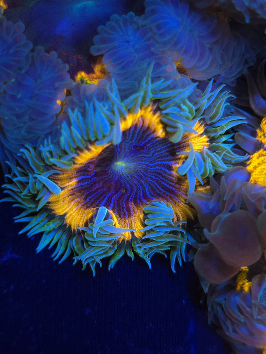 Ultra Rock Flower Anemone RFA