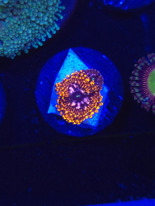 Utter Chaos Zoas