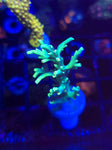 Glowstick Speciosa