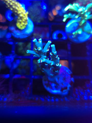 SBB Euphoria Speciosa