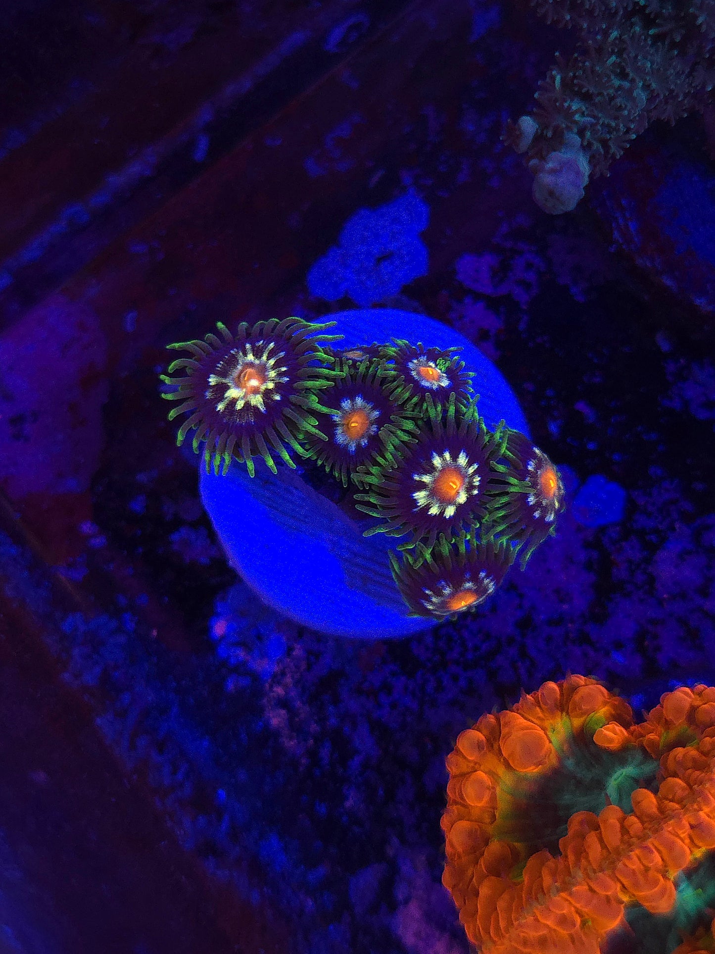 JF Daisy Cutter Zoas