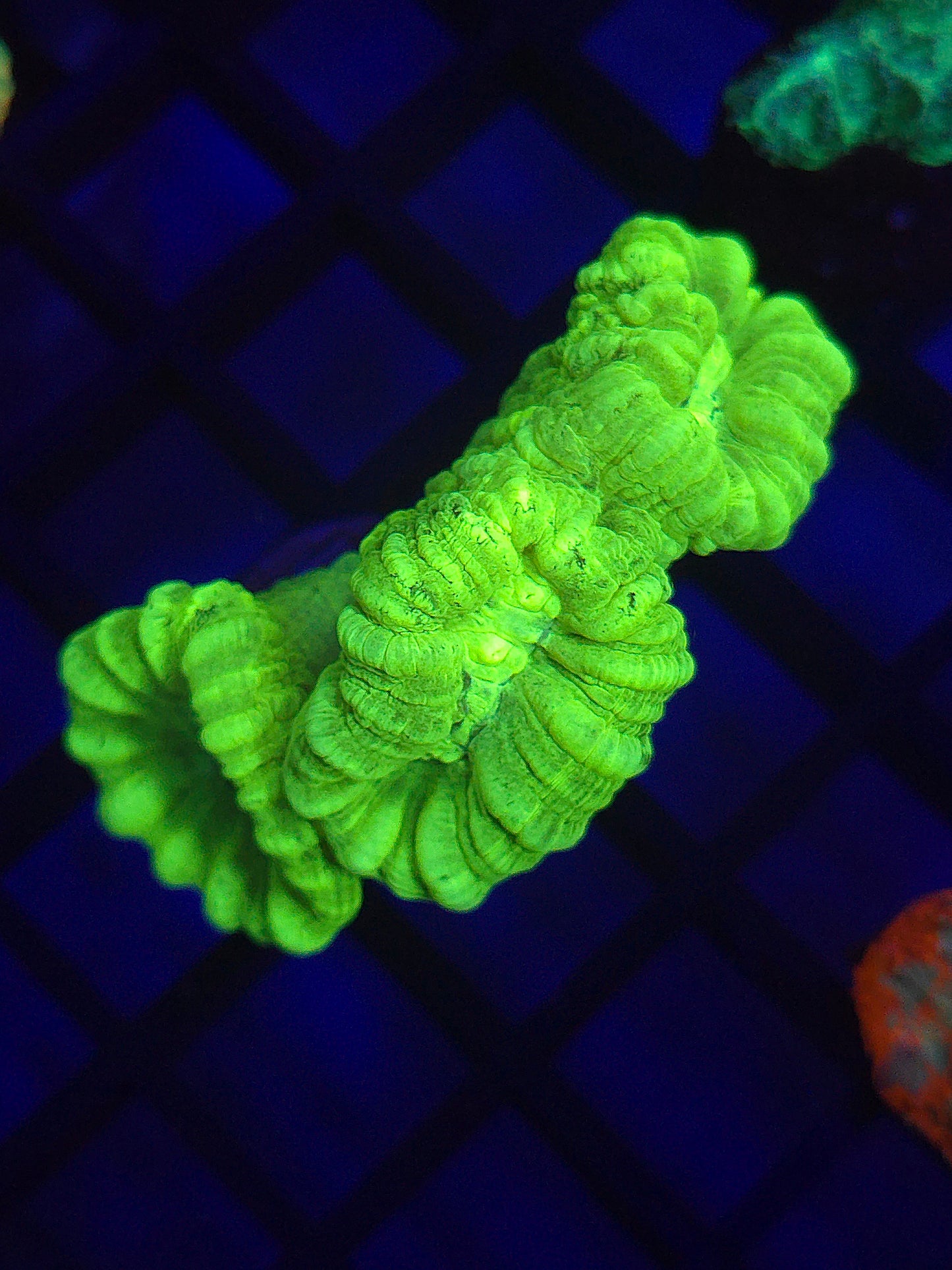 Kryptonite Candy Cane Coral