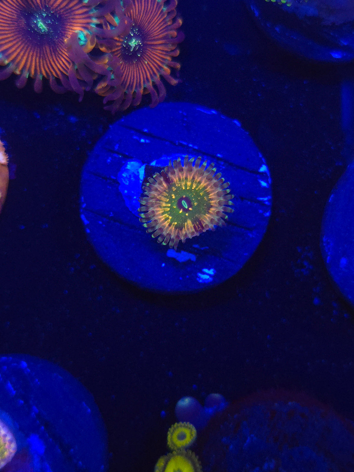 Monsters Inc. Zoa