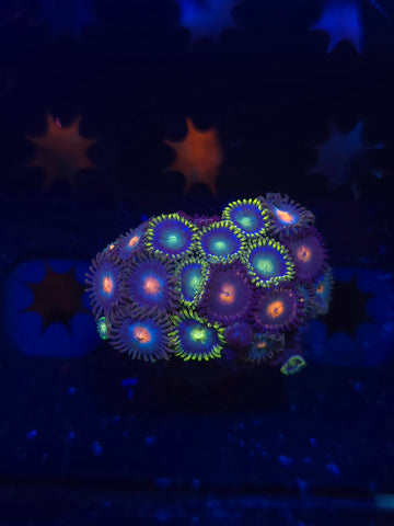 Mixed Zoa Frag