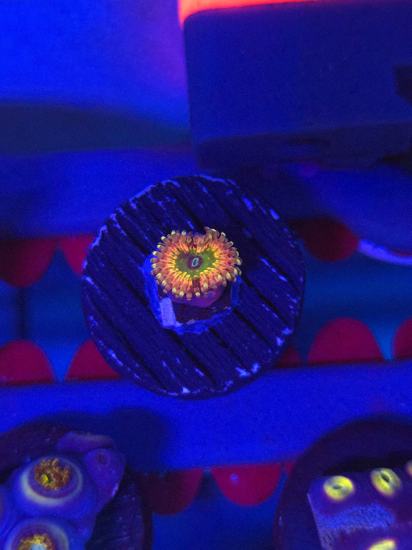 Monsters Inc. Zoa