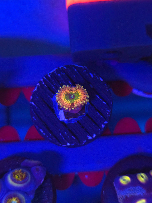 Monsters Inc. Zoa