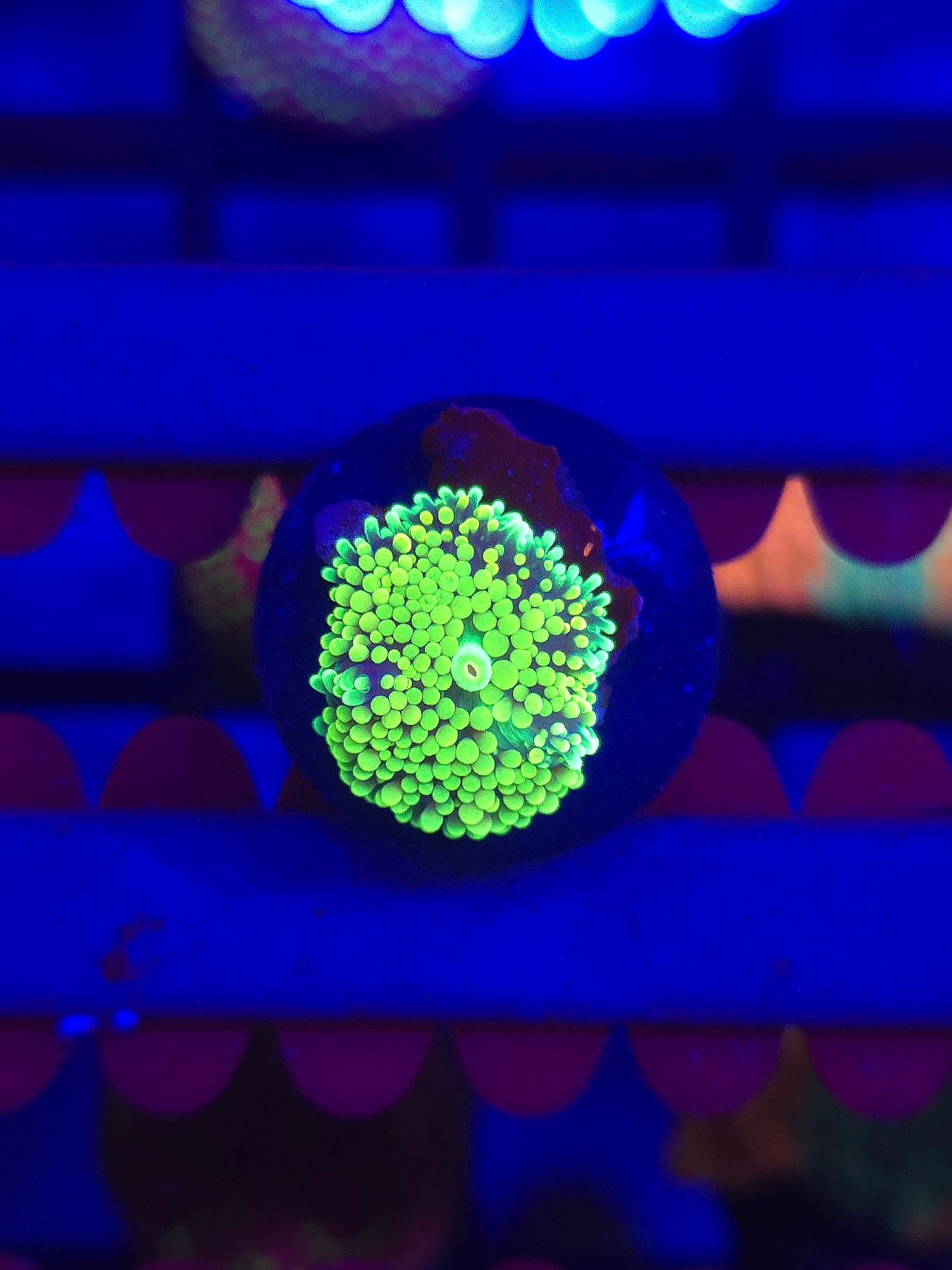 Neon Ricordia Florida Mushroom