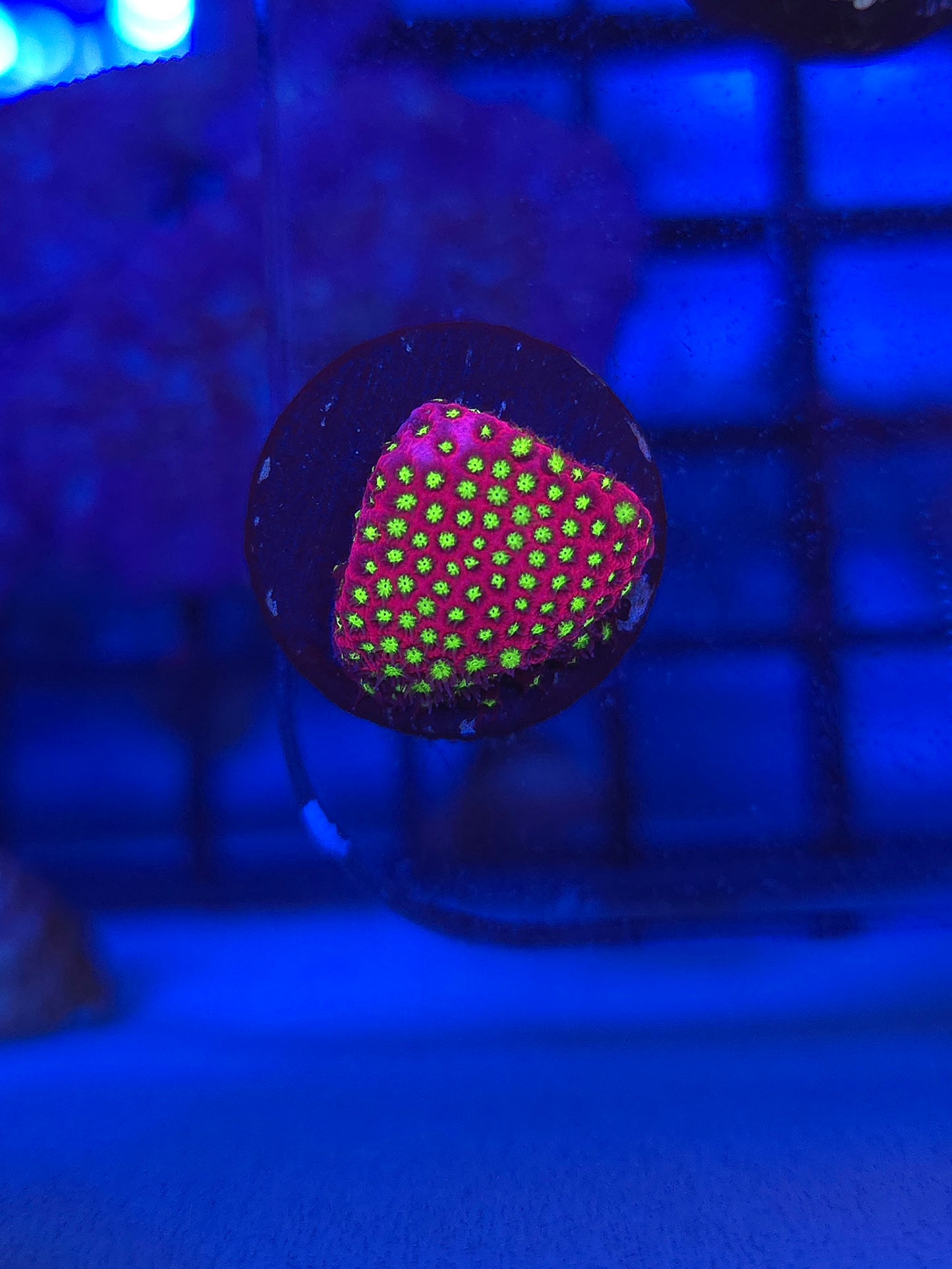 WWC Electric Daisy Stylocoeniella