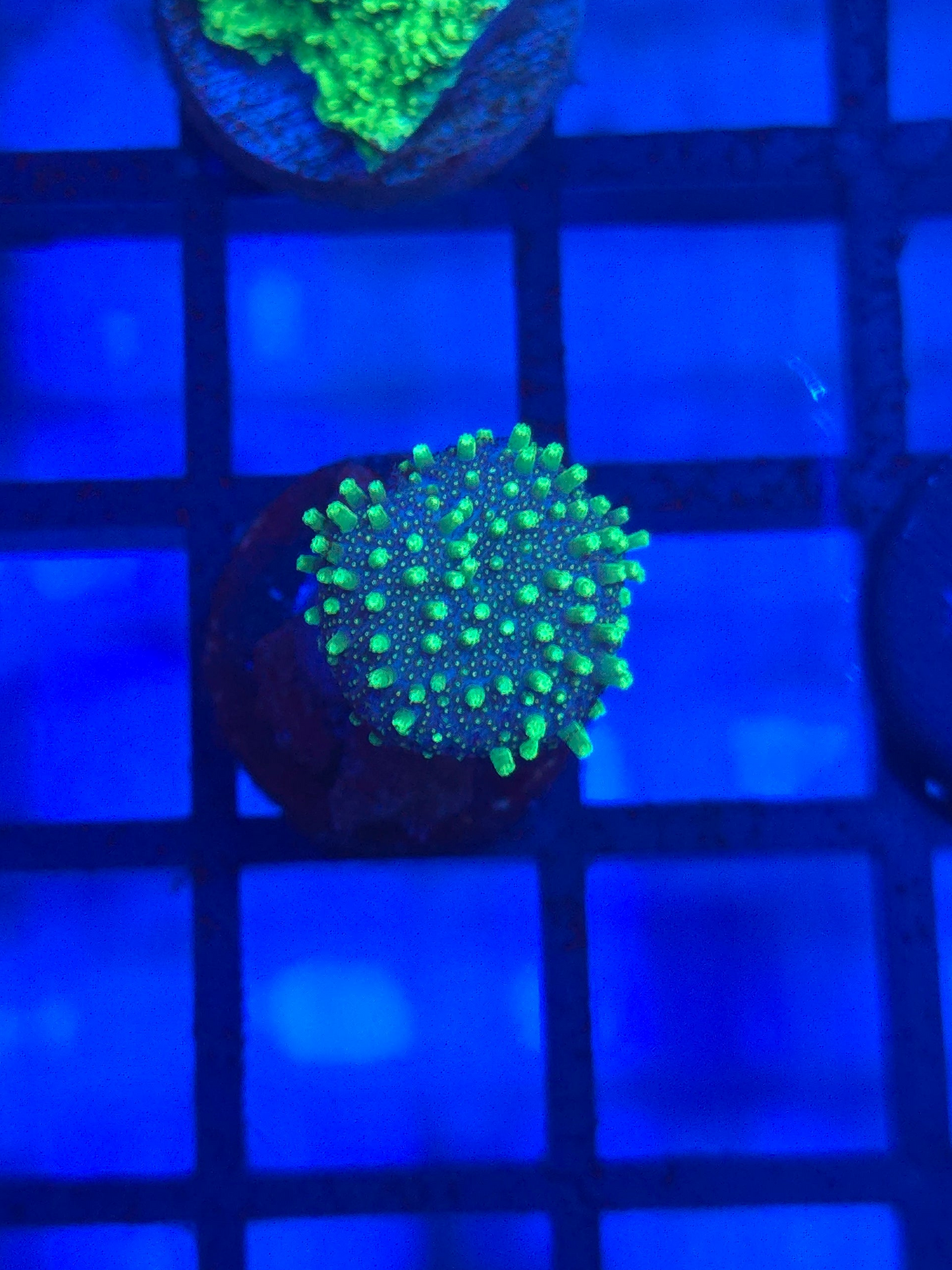 Neon Green Leather Toadstool