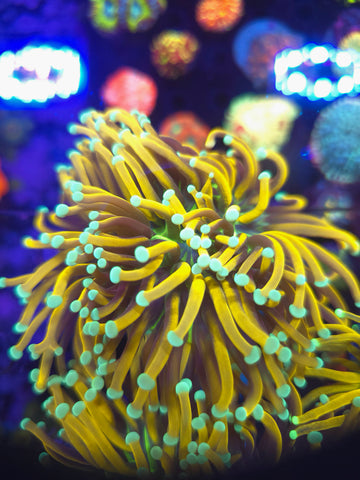 Green Tip Banana Torch