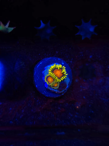 Super Saiyan Zoas