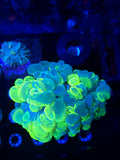 Splatter Bubble Coral