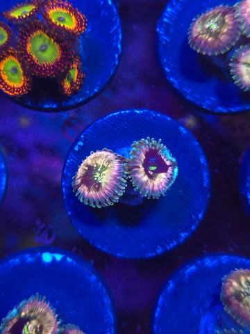 Pink Hawaiian Ding Dang Zoas
