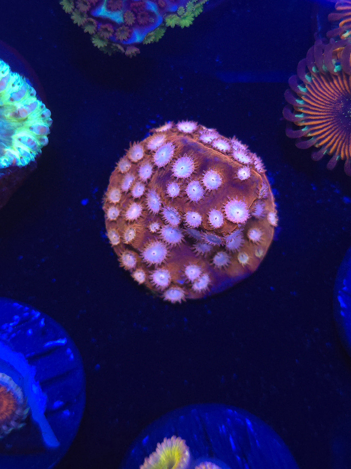 Strawberry Cyphastrea