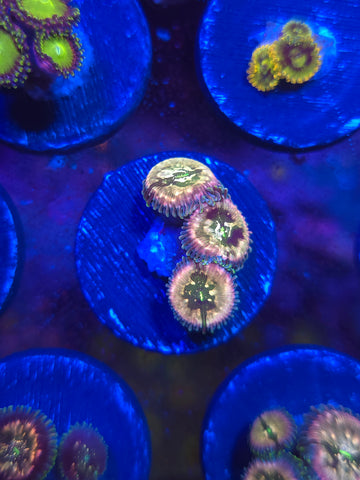 Pink Hawaiian Ding Dang Zoas