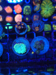 Soft Coral Pack with Bowzers