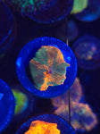 4 color Candy Crush Jawbreaker Mushroom
