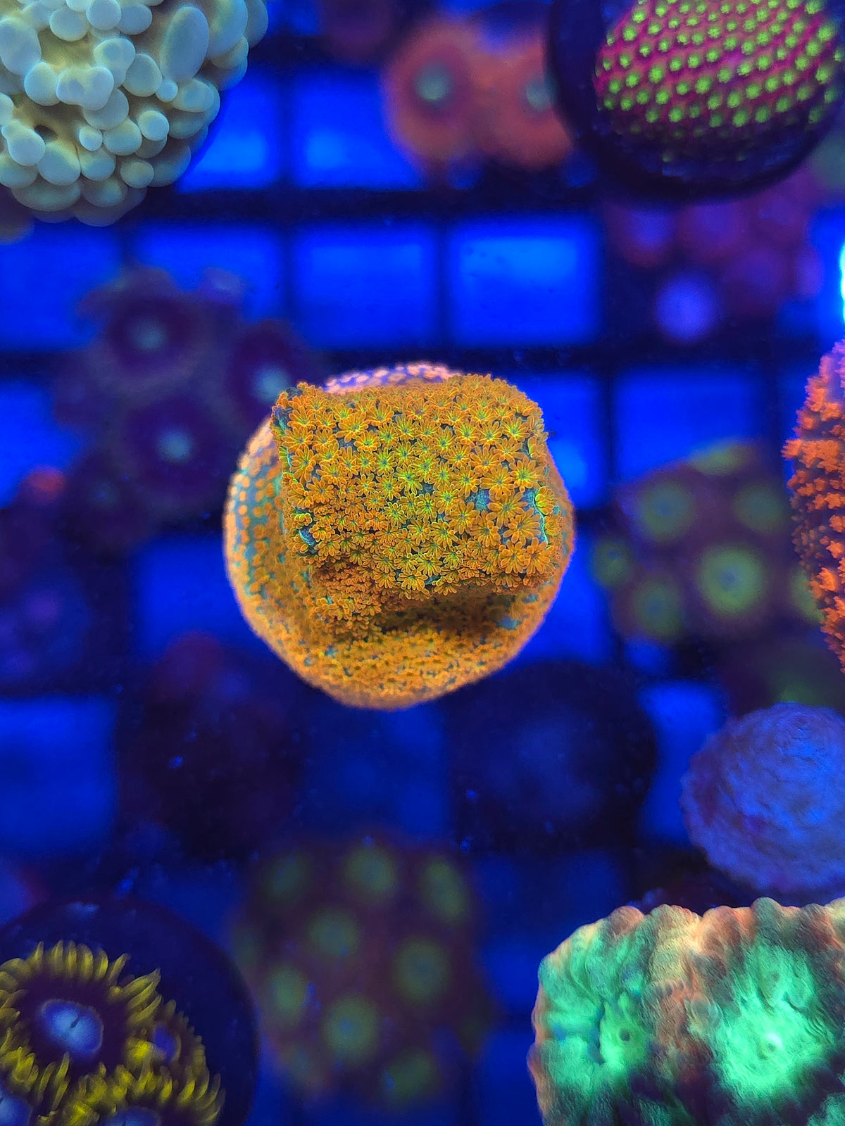 Aquaman Montipora