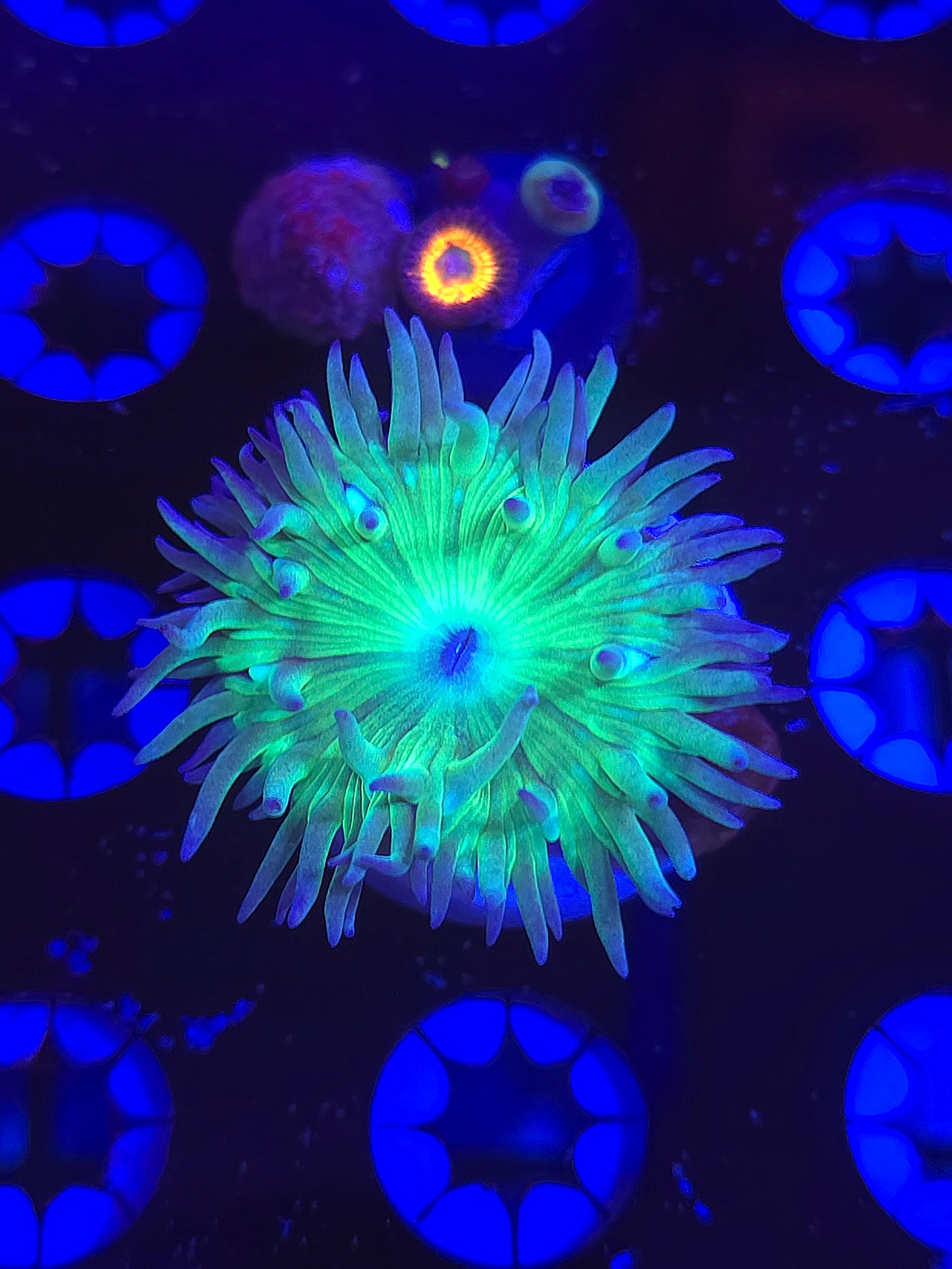 Duncan Coral