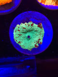 Green and Red Jawbreaker Mushroom (Rare Color Combo!)