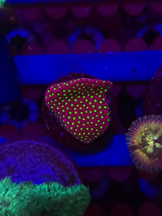 WWC Electric Daisy Stylocoeniella
