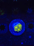 Lemon Burst Zoas
