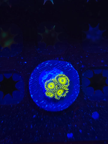 Lemon Burst Zoas