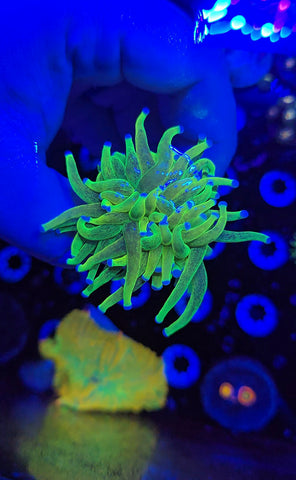 Glitter Holy Grail Torch