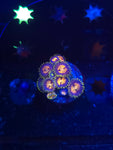 Nirvana Zoas