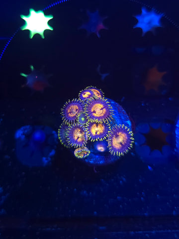 Nirvana Zoas