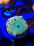 Green and Red Jawbreaker Mushroom (Rare Color Combo!)