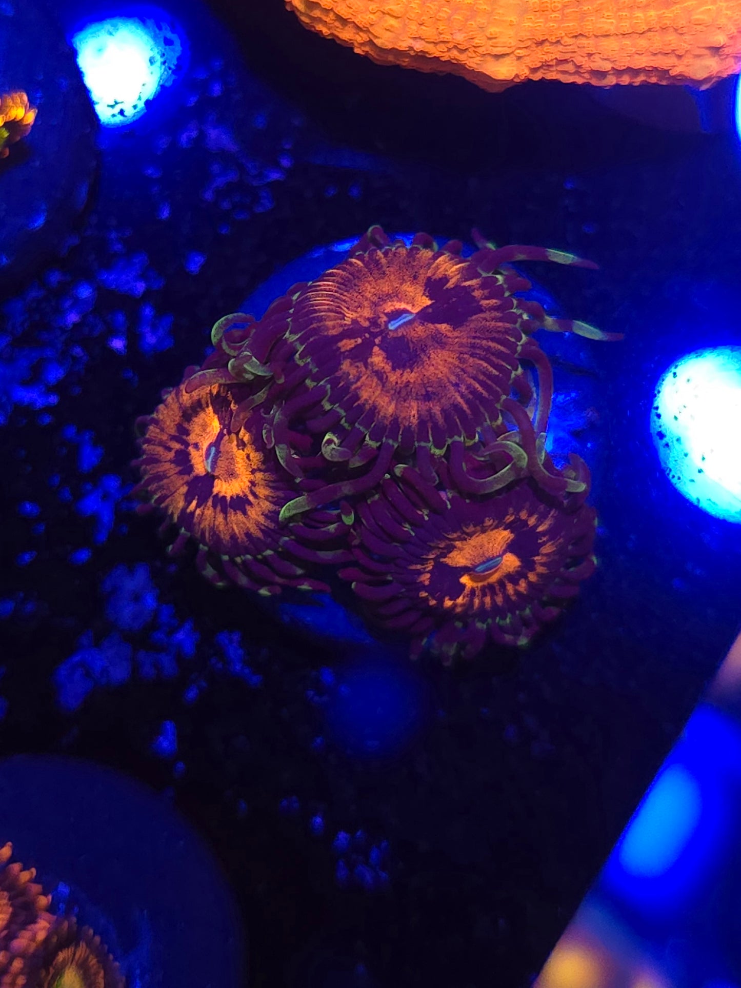 Bowtie Blaster Zoas