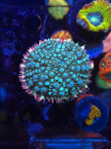 Reverse Frankenstein Bounce Mushroom