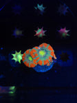 Gushers Asian Acan