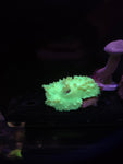 Neon Cabbage Leather