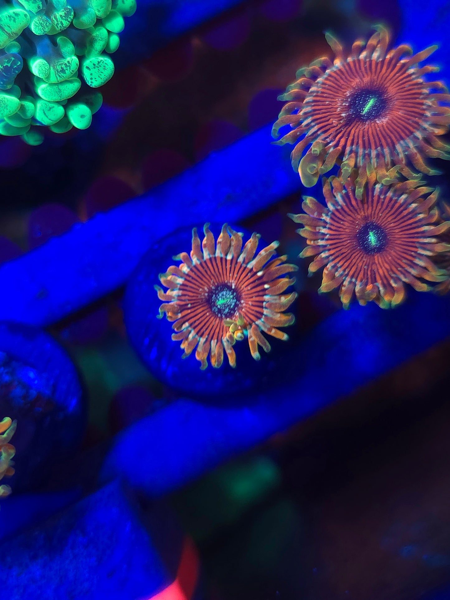 DDA Tropicali Zoa